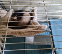 Hurón de 4 meses