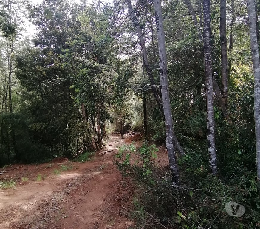 Parcelas en Venta Valdivia Valdivia - Fotos de Venta de Casa con parcela 5000 mt2