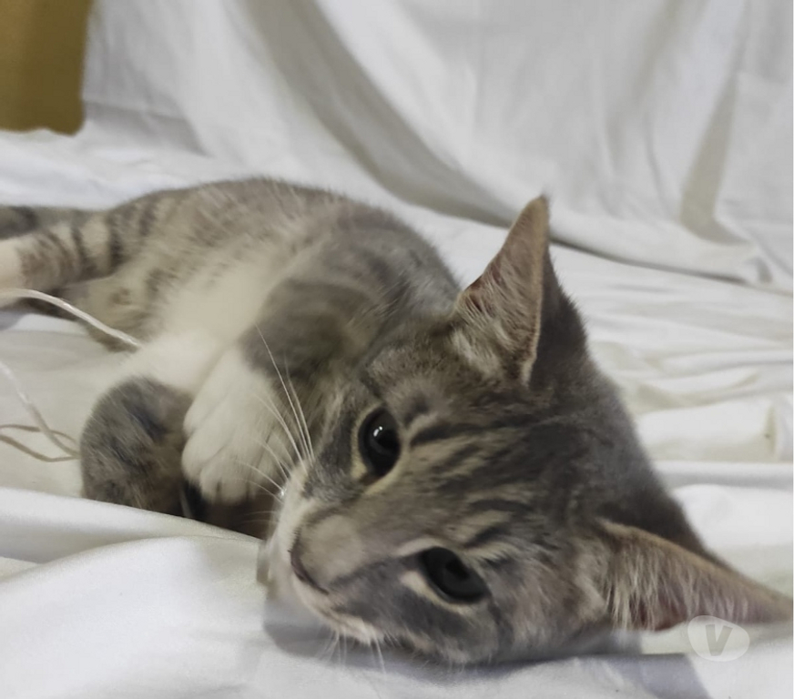 Adopción ed Animales Santiago Recoleta - Fotos de Se Regala Gatito Castrado