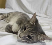 Se Regala Gatito Castrado