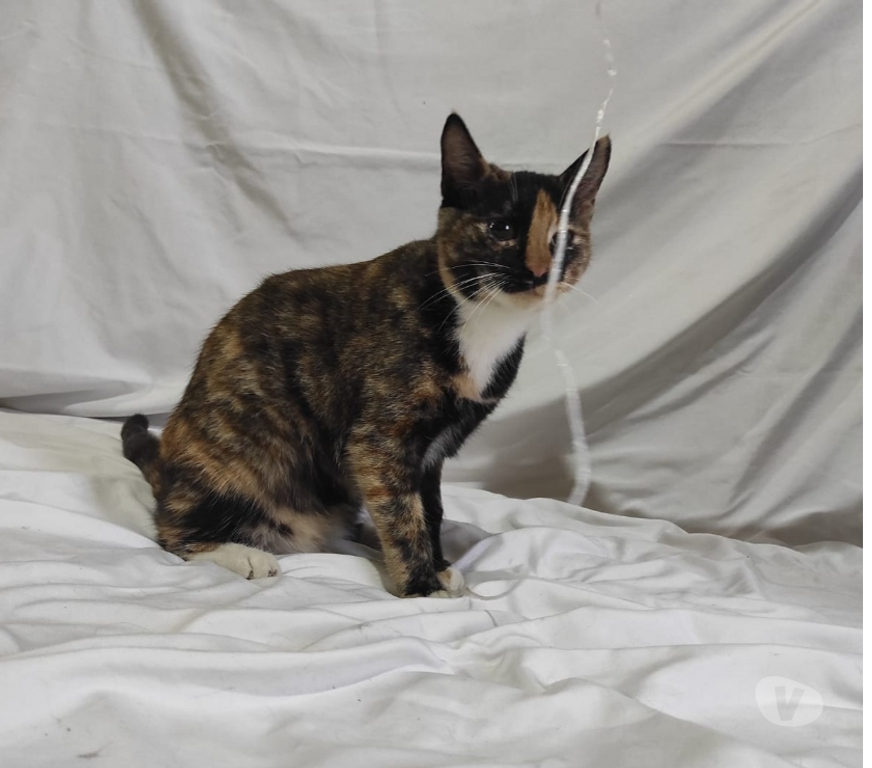 Adopción ed Animales Santiago Recoleta - Fotos de Se regala gatita esterilizada