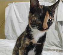 Se regala gatita esterilizada