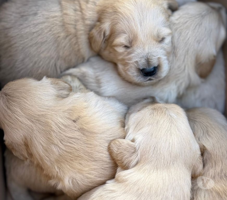 Gatos en Venta Santiago Lo Barnechea - Fotos de Cachorros de raza Golden Retriever