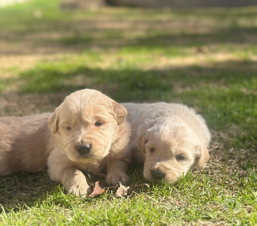Gatos en Venta Santiago Lo Barnechea - Fotos de Cachorros de raza Golden Retriever