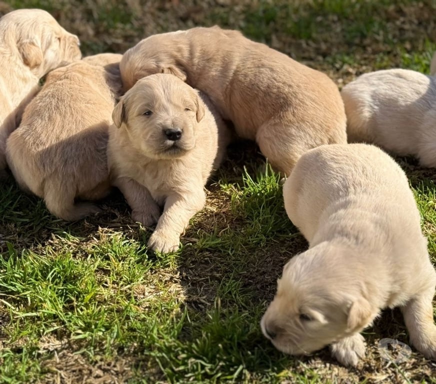 Gatos en Venta Santiago Lo Barnechea - Fotos de Cachorros de raza Golden Retriever