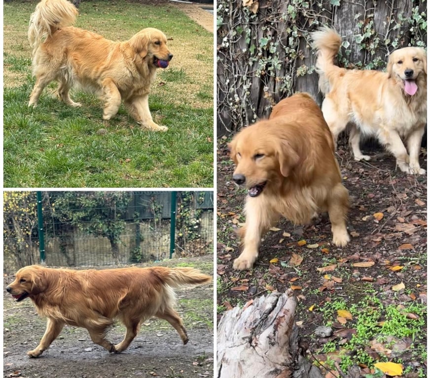 Gatos en Venta Santiago Lo Barnechea - Fotos de Cachorros de raza Golden Retriever