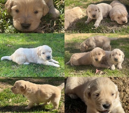Perros en Venta Lo Barnechea Santiago - Fotos de Cachorros de raza Golden Retriever