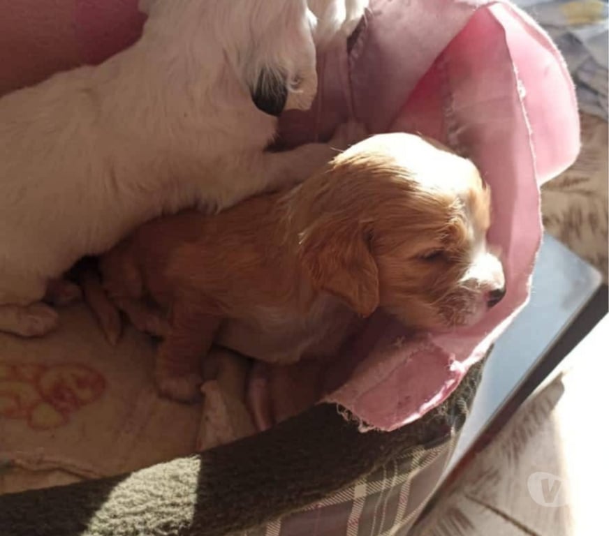 Gatos en Venta Santiago Santiago - Fotos de Cocker spaniel bellos