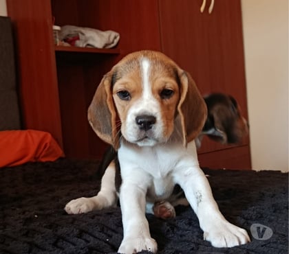 Mascotas en Venta Santiago Santiago - Fotos de Cachorros beagles