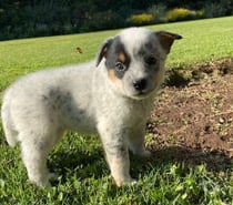 Cachorros pastor australiano