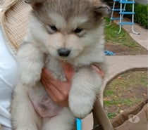 Raza alaskan malamute