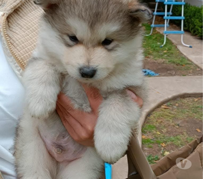 Perros en Venta Santiago Santiago - Fotos de Raza alaskan malamute