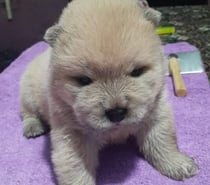 Chow chow hembra y macho