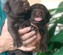 Labradores retriever chocolate