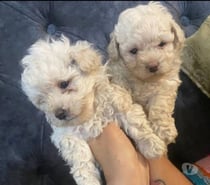 Mascotas poodle toy
