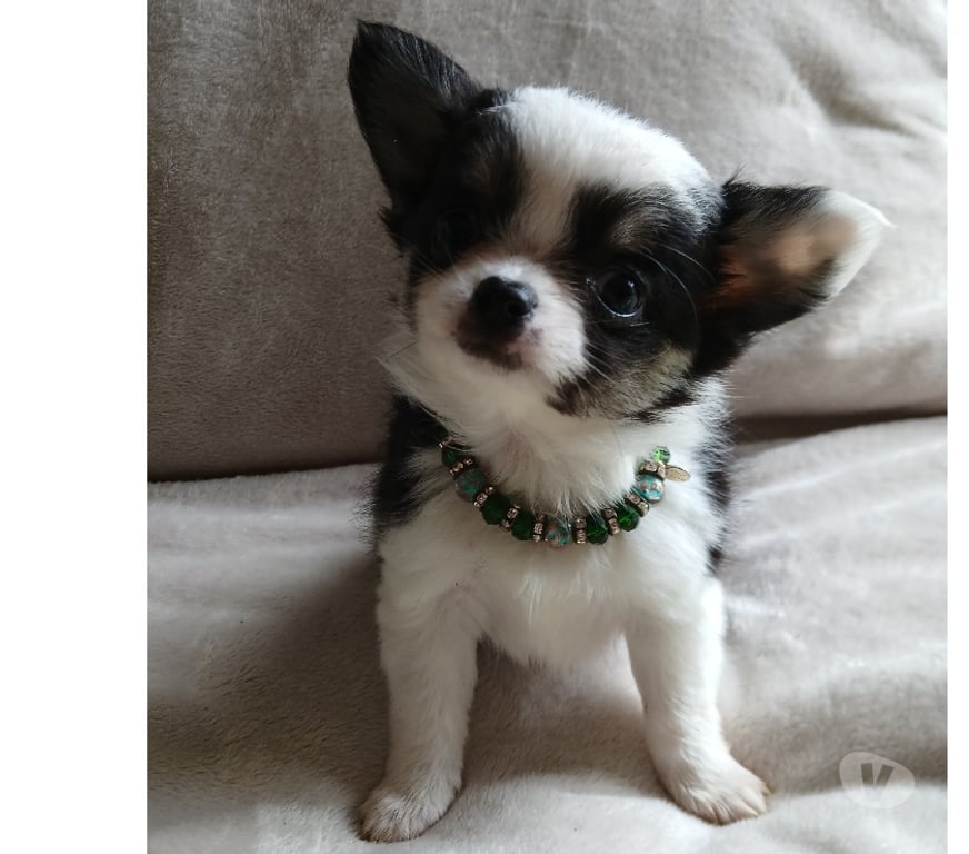 Gatos en Venta Cachapoal Rancagua - Fotos de Bellas hembras chihuahuas
