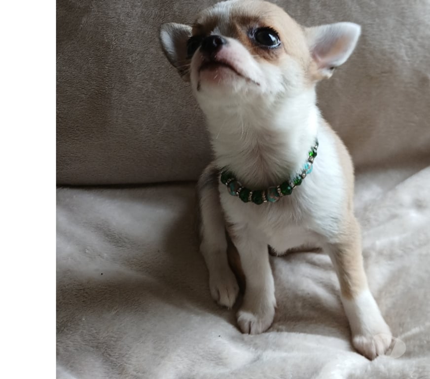 Gatos en Venta Cachapoal Rancagua - Fotos de Bellas hembras chihuahuas