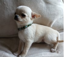 Bellas hembras chihuahuas