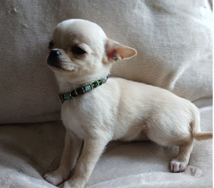 Venta de Mascotas Rancagua Cachapoal - Fotos de Bellas hembras chihuahuas