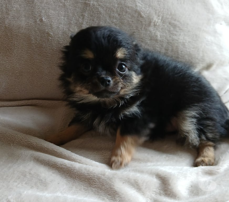 Gatos en Venta Cachapoal Rancagua - Fotos de Hermosos chihuahuas