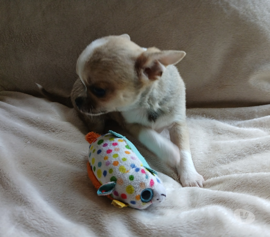 Gatos en Venta Cachapoal Rancagua - Fotos de Hermosos chihuahuas
