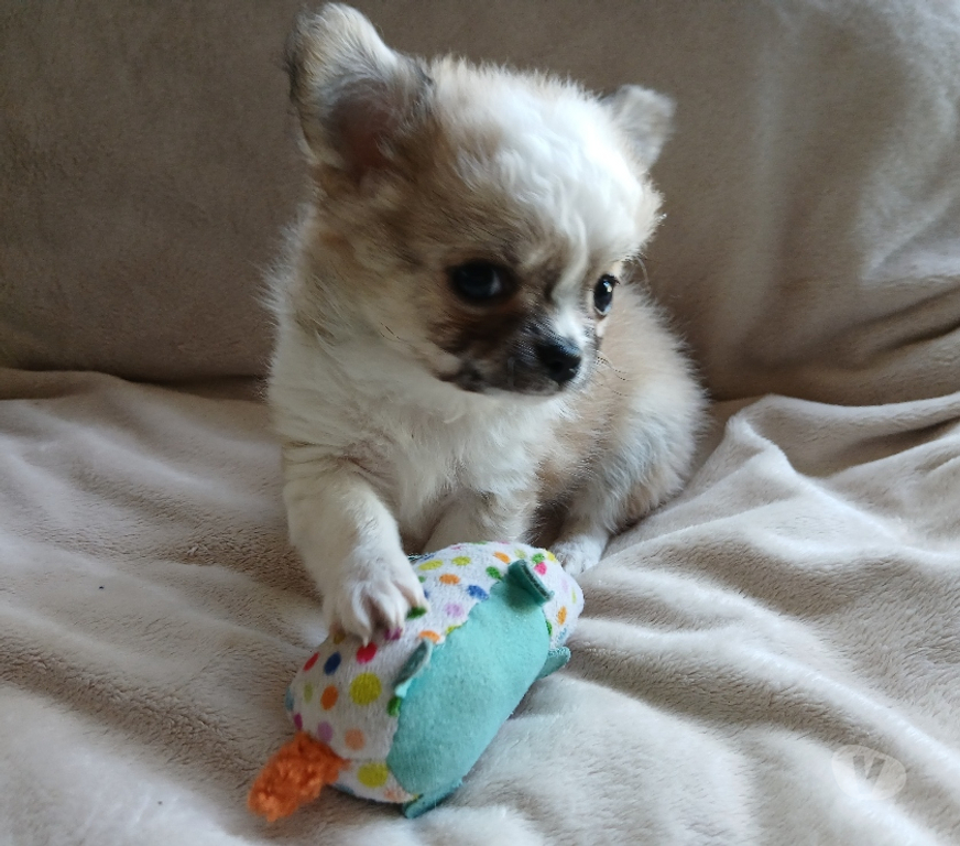 Gatos en Venta Cachapoal Rancagua - Fotos de Hermosos chihuahuas