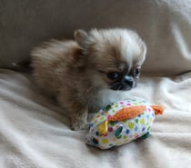 Hermosos chihuahuas