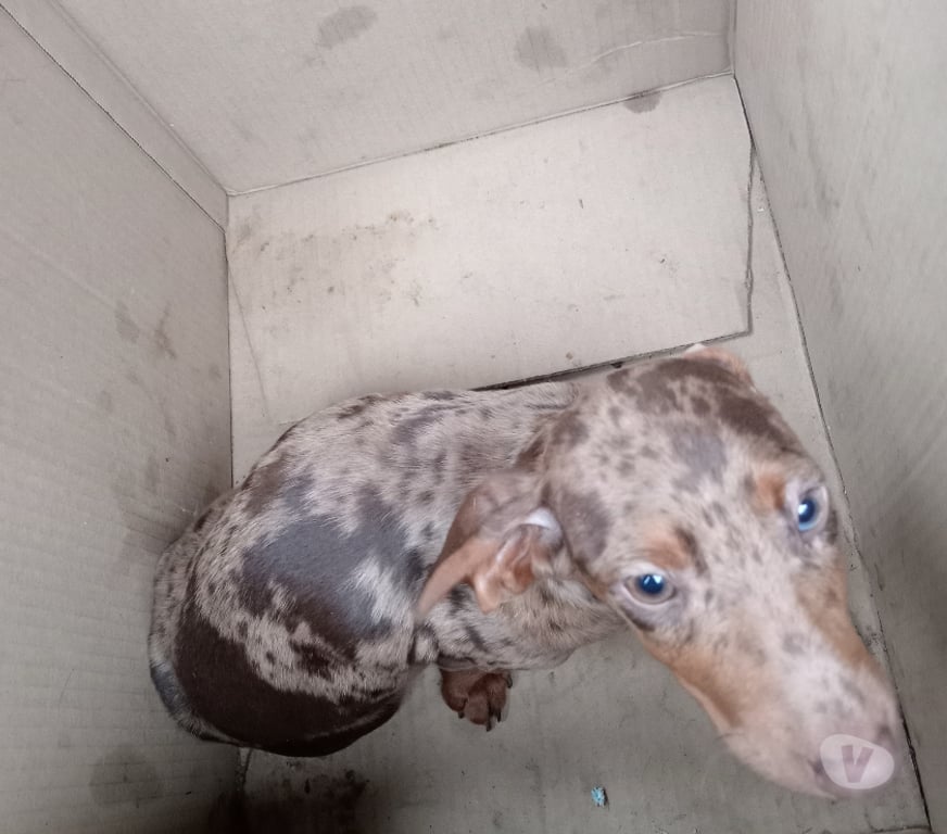 Gatos en Venta Llanquihue Frutillar - Fotos de Salchichas cachorritos