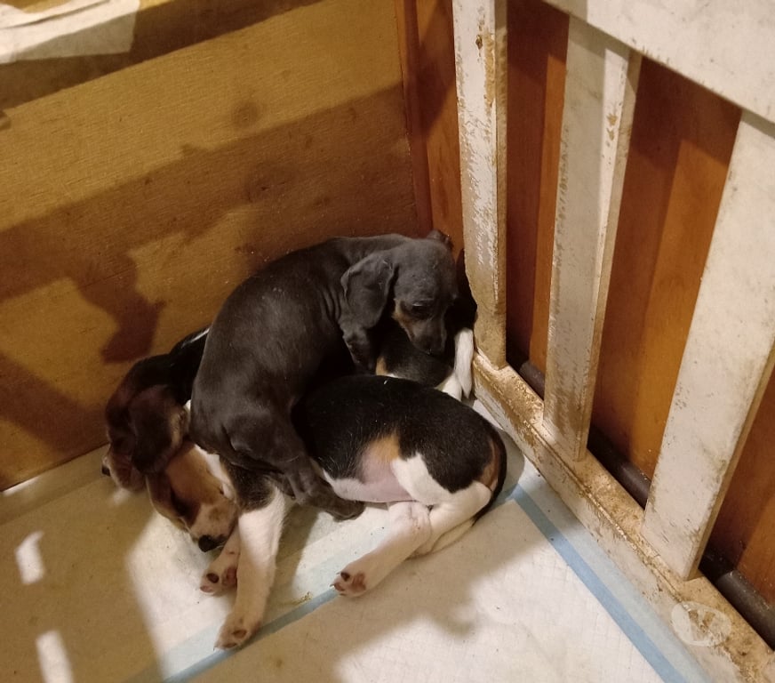 Gatos en Venta Llanquihue Frutillar - Fotos de Salchichas cachorritos