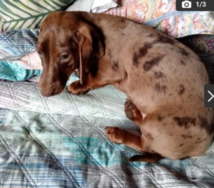Gatos en Venta Llanquihue Frutillar - Fotos de Salchichas cachorritos