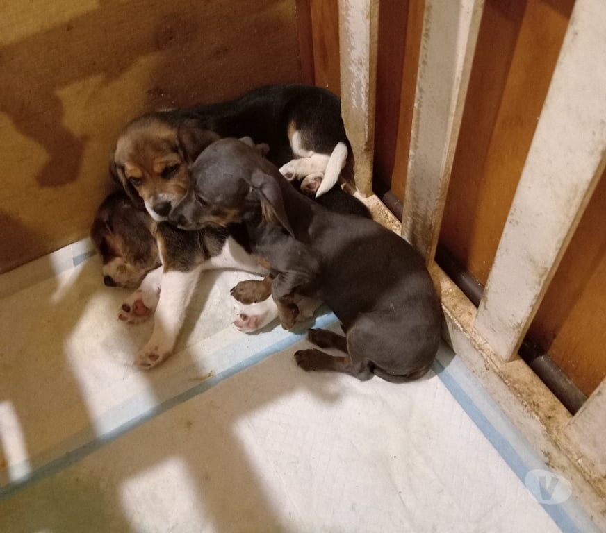Gatos en Venta Llanquihue Frutillar - Fotos de Salchichas cachorritos