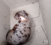 Salchichas cachorritos