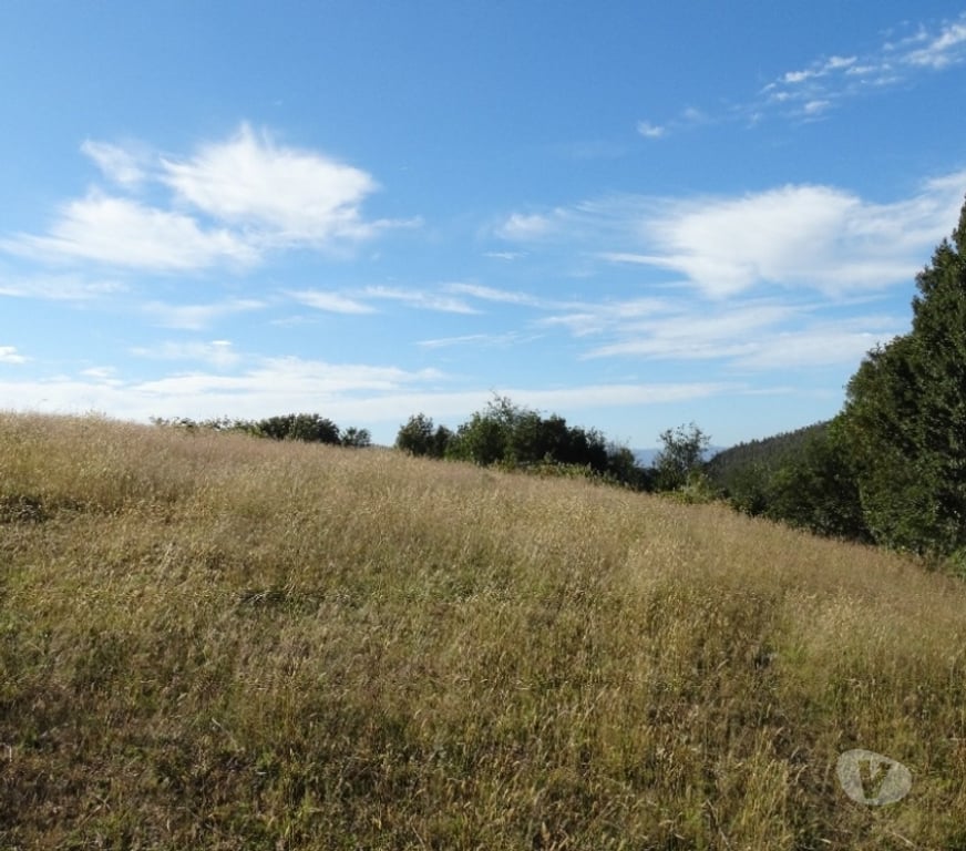 Parcelas en Venta Llanquihue Fresia - Fotos de VENTA DE 36 HECTÁREAS EN FRESIA.