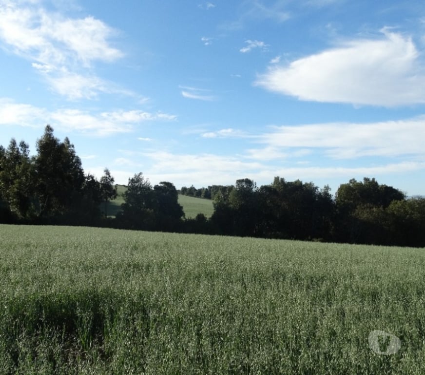 Parcelas en Venta Llanquihue Fresia - Fotos de VENTA DE 36 HECTÁREAS EN FRESIA.