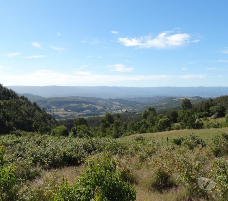 Parcelas en Venta Llanquihue Fresia - Fotos de VENTA DE 36 HECTÁREAS EN FRESIA.