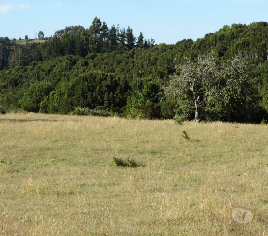 Parcelas en Venta Llanquihue Fresia - Fotos de VENTA DE 36 HECTÁREAS EN FRESIA.