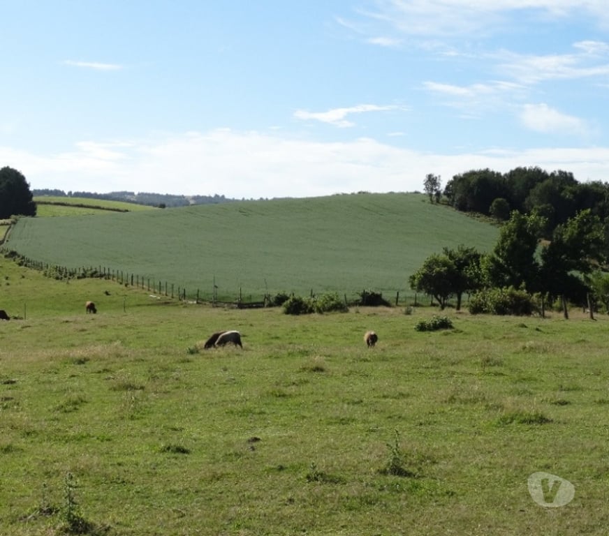Parcelas en Venta Llanquihue Fresia - Fotos de VENTA DE 36 HECTÁREAS EN FRESIA.