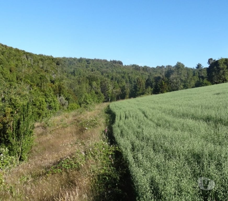 Parcelas en Venta Llanquihue Fresia - Fotos de VENTA DE 36 HECTÁREAS EN FRESIA.