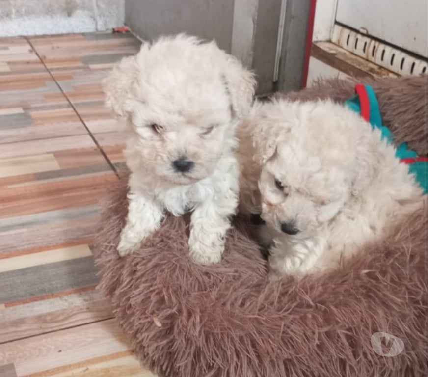 Gatos en Venta Santiago Estación Central - Fotos de Bello poodle minni