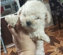 Bello poodle minni