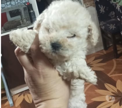 Perros en Venta Estación Central Santiago - Fotos de Bello poodle minni