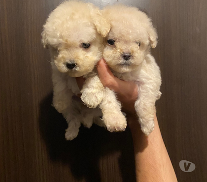Perros en Venta Independencia Santiago - Fotos de Hermosas Hembritas Micro toys