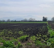 Parcela agricola 1.8 hectareas