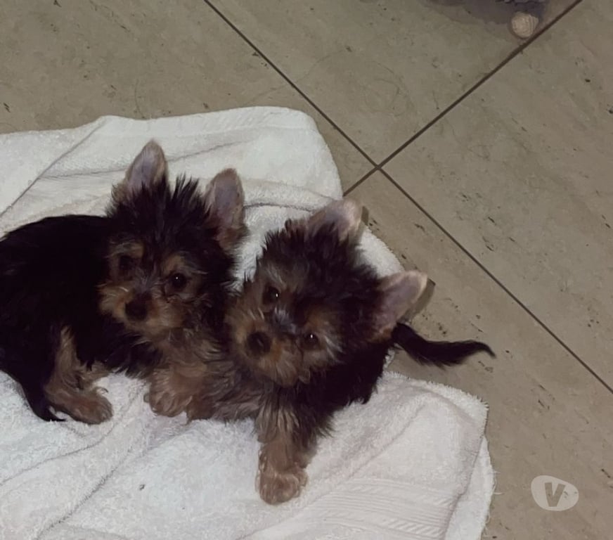Gatos en Venta Santiago Maipú - Fotos de Yorkshire Hembra