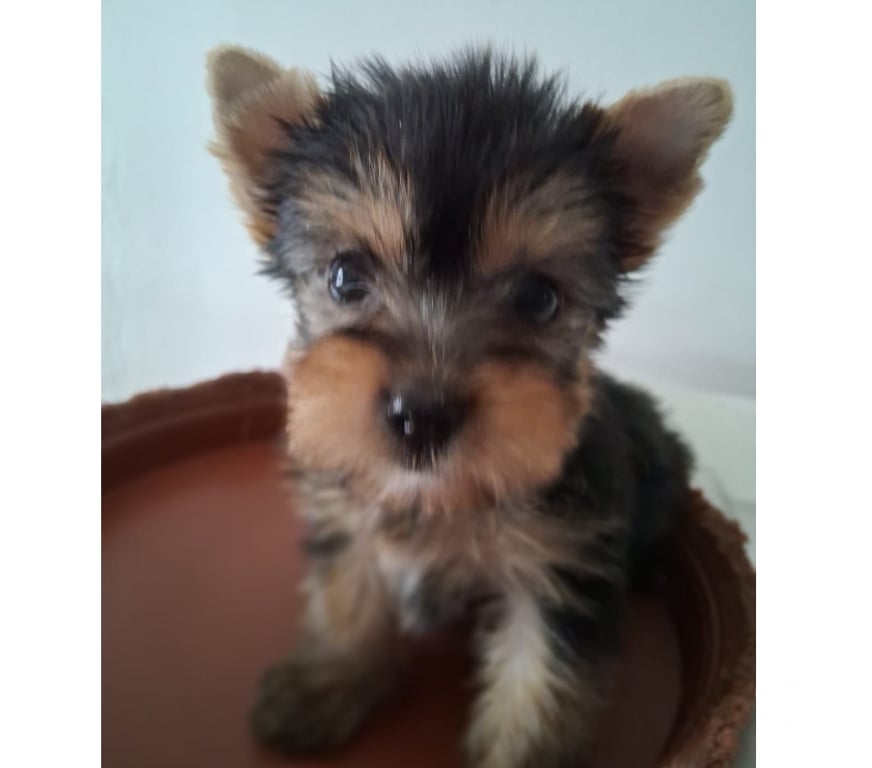Gatos en Venta Santiago Maipú - Fotos de Yorkshire Hembra