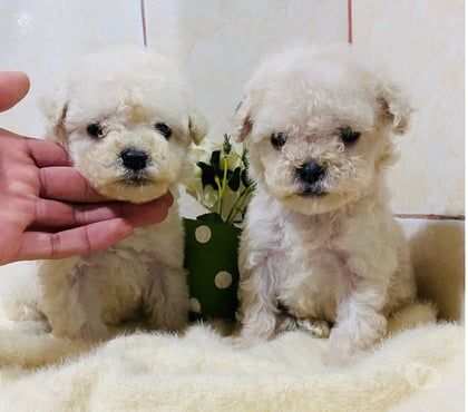 Mascotas en Venta Independencia Santiago - Fotos de Hermosas hembras