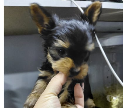 Venta de Mascotas Santiago Santiago - Fotos de Vendo yorkshire toy
