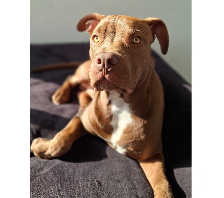 Gatos en Venta Santiago Ñuñoa - Fotos de En venta american bully