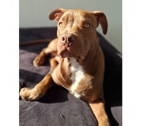 En venta american bully