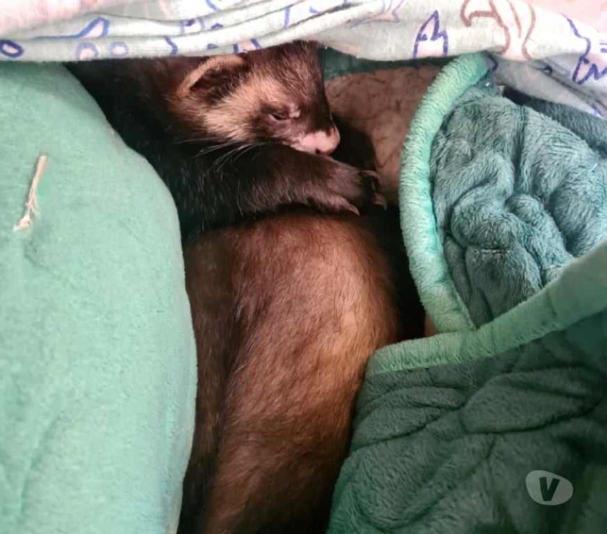 Gatos en Venta Concepción Concepción - Fotos de Hurón de 4 meses , muy dócil y juguetón